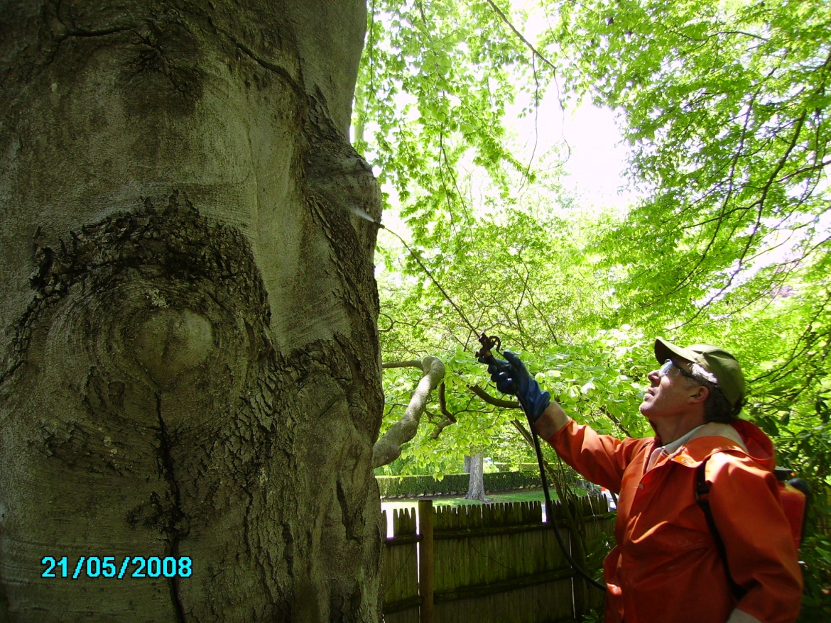 Beech Bark Decline