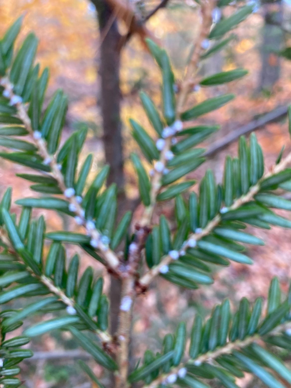 Hemlock Research