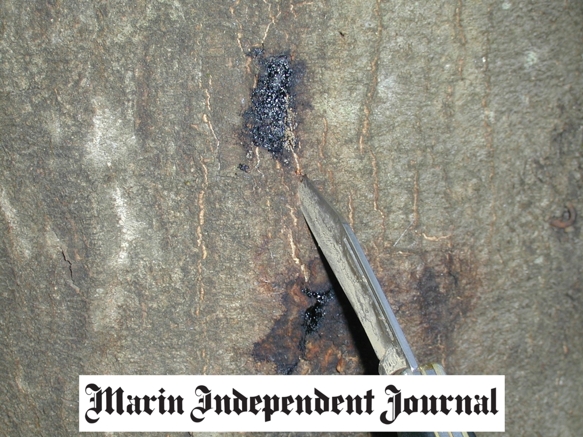 Marin Voice: I saved my trees from sudden oak death; you can, too