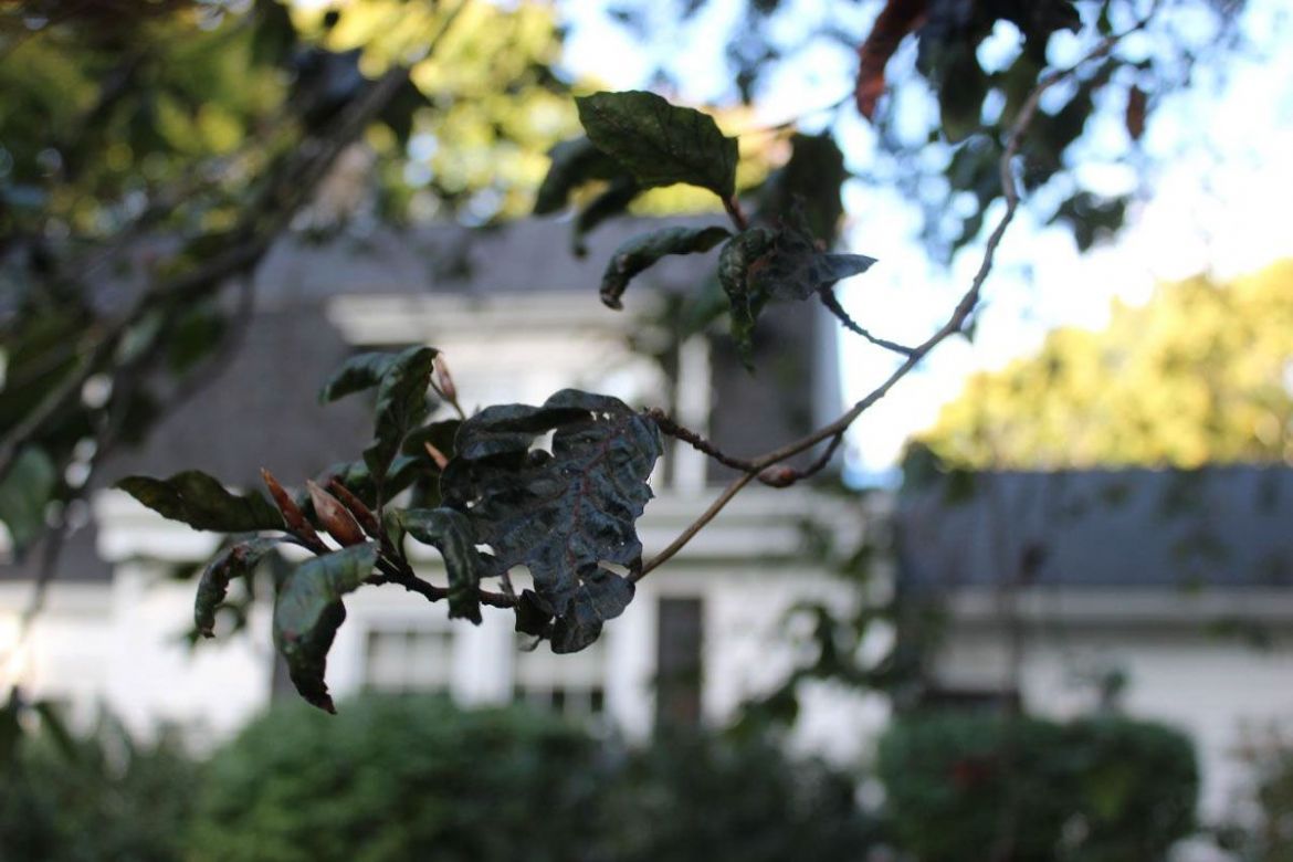 Beech Leaf Disease