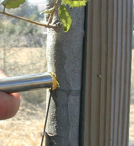 Sudden Oak Death, Hemlock Decline, Sugar Maple Decline, Beech Decline..... Treatment