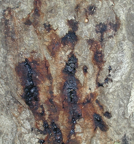 Signs Of Sudden Oak Death, Hemlock Decline, Beech Decline, Ash Decline