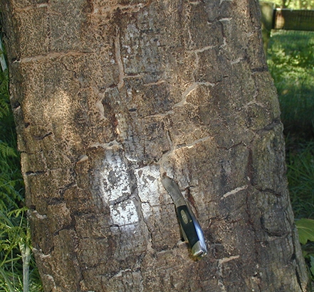 All Tree Declines are the same, they are caused by Soil Acidification Sudden Oak Death, Hemlock Decline, Beech Decline, Ash Decline